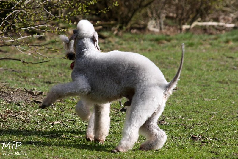 2011-04-02 Aveline Alanna Svet (12).jpg - Arc-en-ciel Alanna & Airis Blue Volshebny Svet